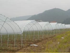 连体薄膜温室