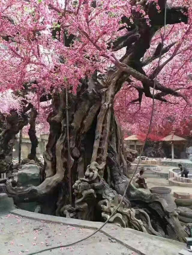 榕树